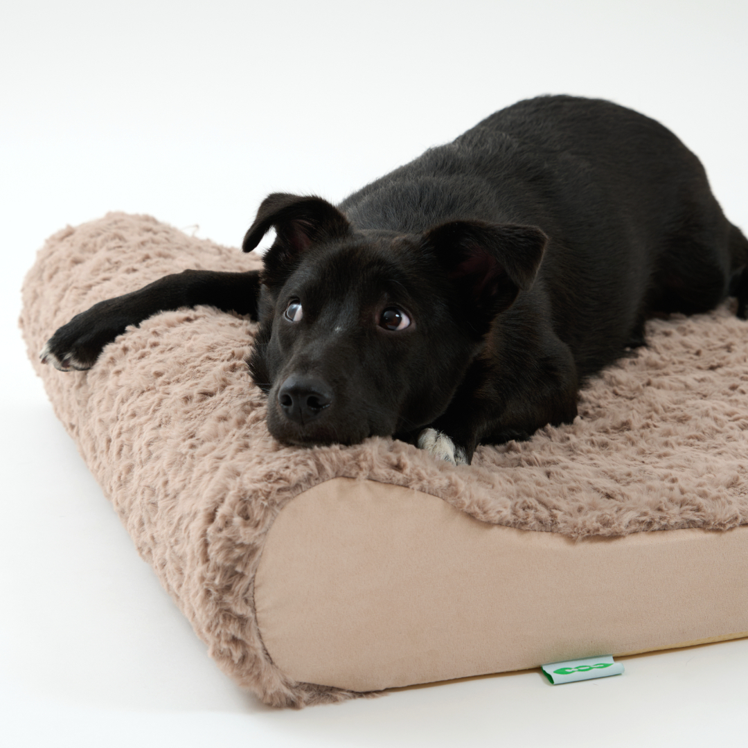 핸독 대형견방석 반려견쿠션 펫쇼파 L