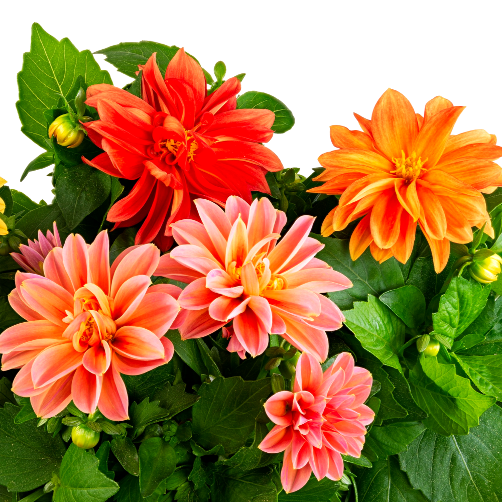 다알리아 씨앗 10립 / 미니겹꽃 다알리아 3색상 종자 꽃씨 몰 꽃씨앗 다년생