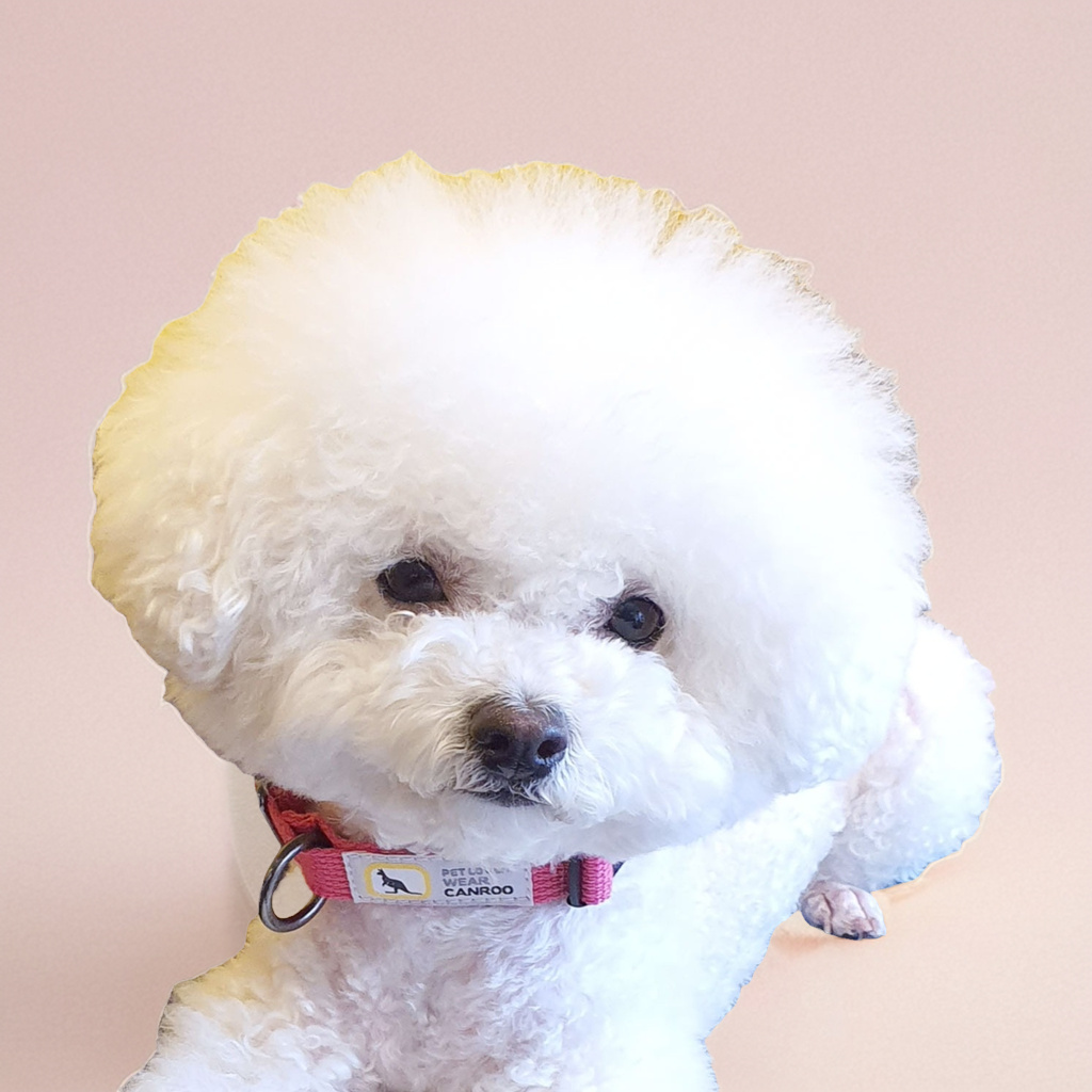 캔루 I형 자석 버클 목줄 강아지 산책줄 소형견 중형견 - 상품 이미지
