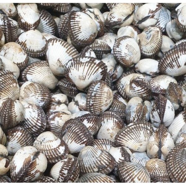 당일채취 순천만 벌교 새꼬막 상품, 2kg : 리베르떼마켓
