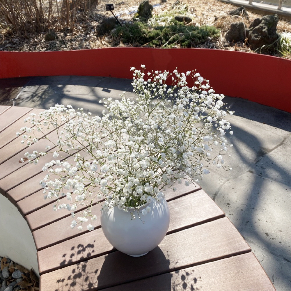 안개꽃 한단 꽃다발 셀프웨딩 부케 꽃배달 싼곳 생화택배 이미지 4