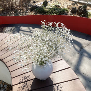 안개꽃 한단 꽃다발 셀프웨딩 부케 꽃배달 싼곳 생화택배 솔직 후기 | 실사용자 리뷰 분석 - 상품 이미지 4