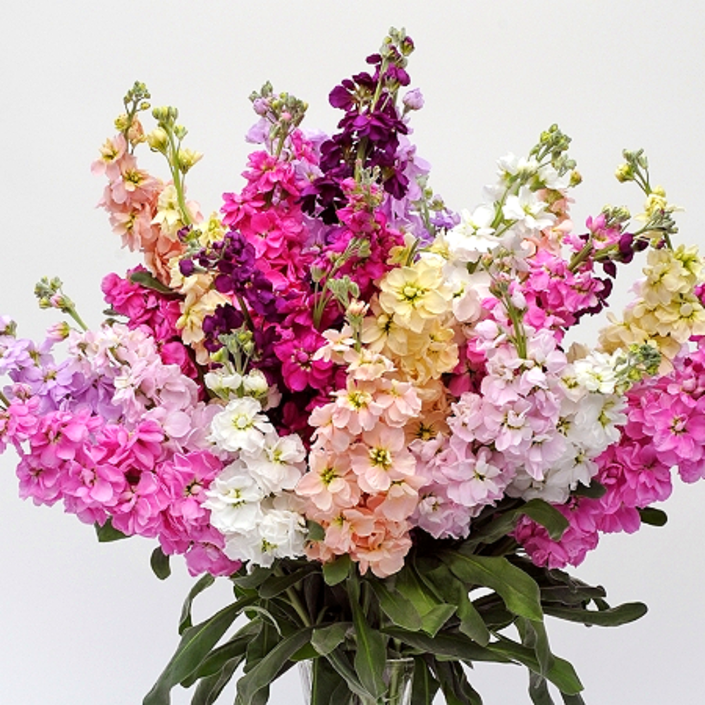 스토크 씨앗 100립 / 기모노 믹스 14색상 겹꽃 꽃씨 몰 고급 종자 절화용 [아진종묘]