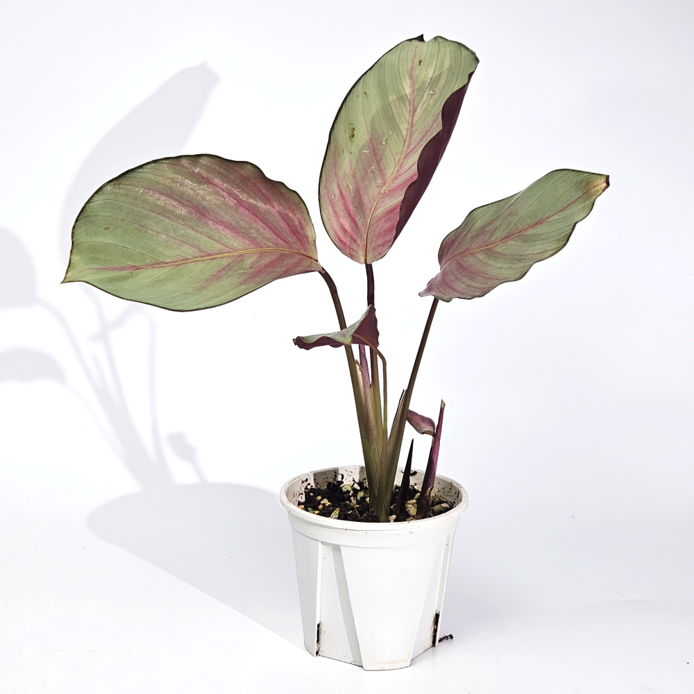 희귀 실내공기정화식물 칼라데아 실버플레이트 10cm