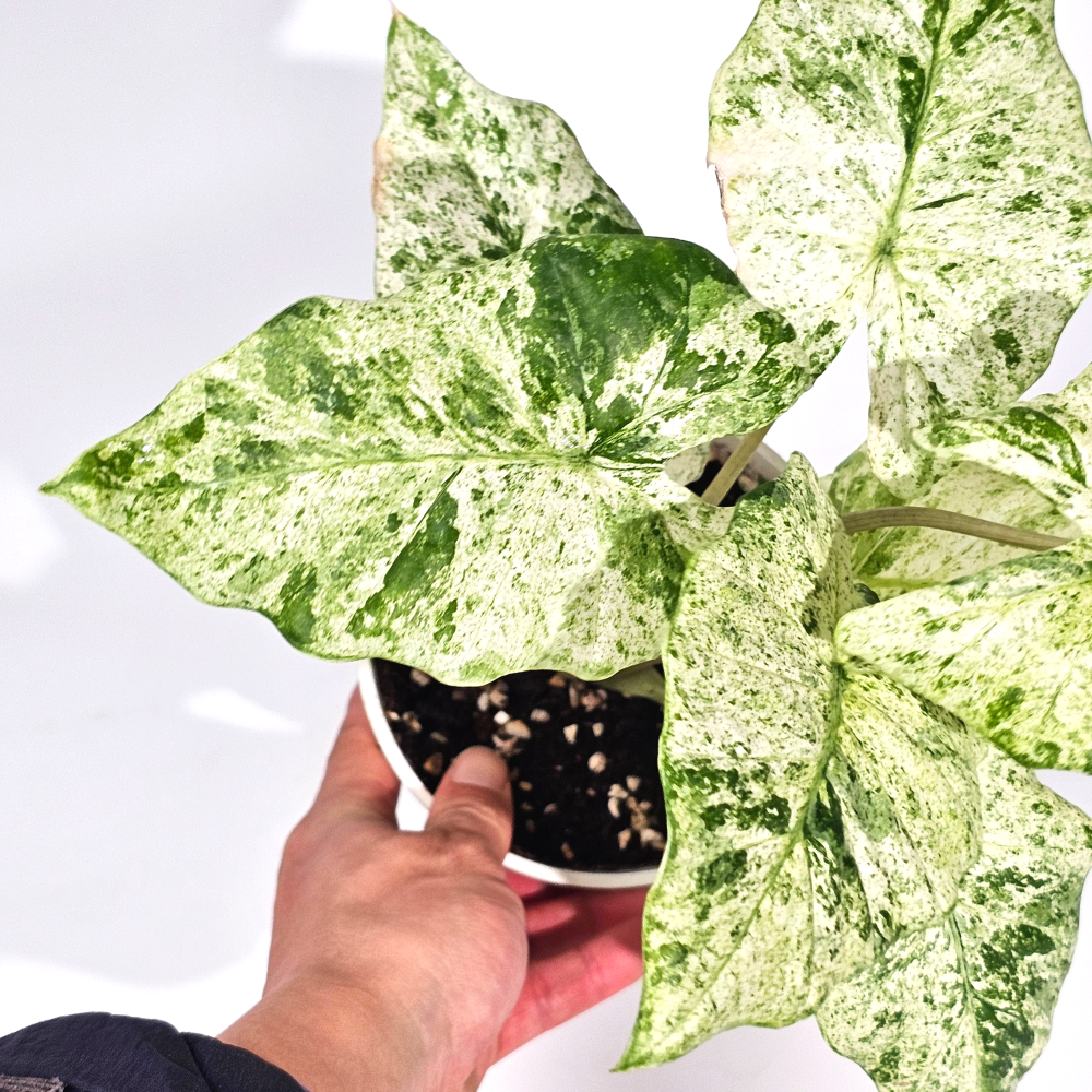 희귀무늬 공기정화식물 알로카시아 가게아나 바리에가타 마블 10cm
