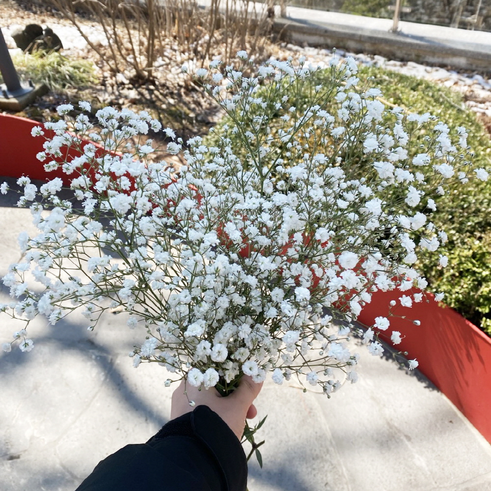 안개꽃 한단 꽃다발 셀프웨딩 부케 꽃배달 싼곳 생화택배 이미지 2