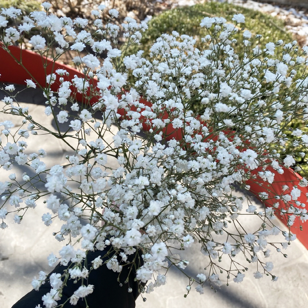 안개꽃 한단 꽃다발 셀프웨딩 부케 꽃배달 싼곳 생화택배 이미지 3