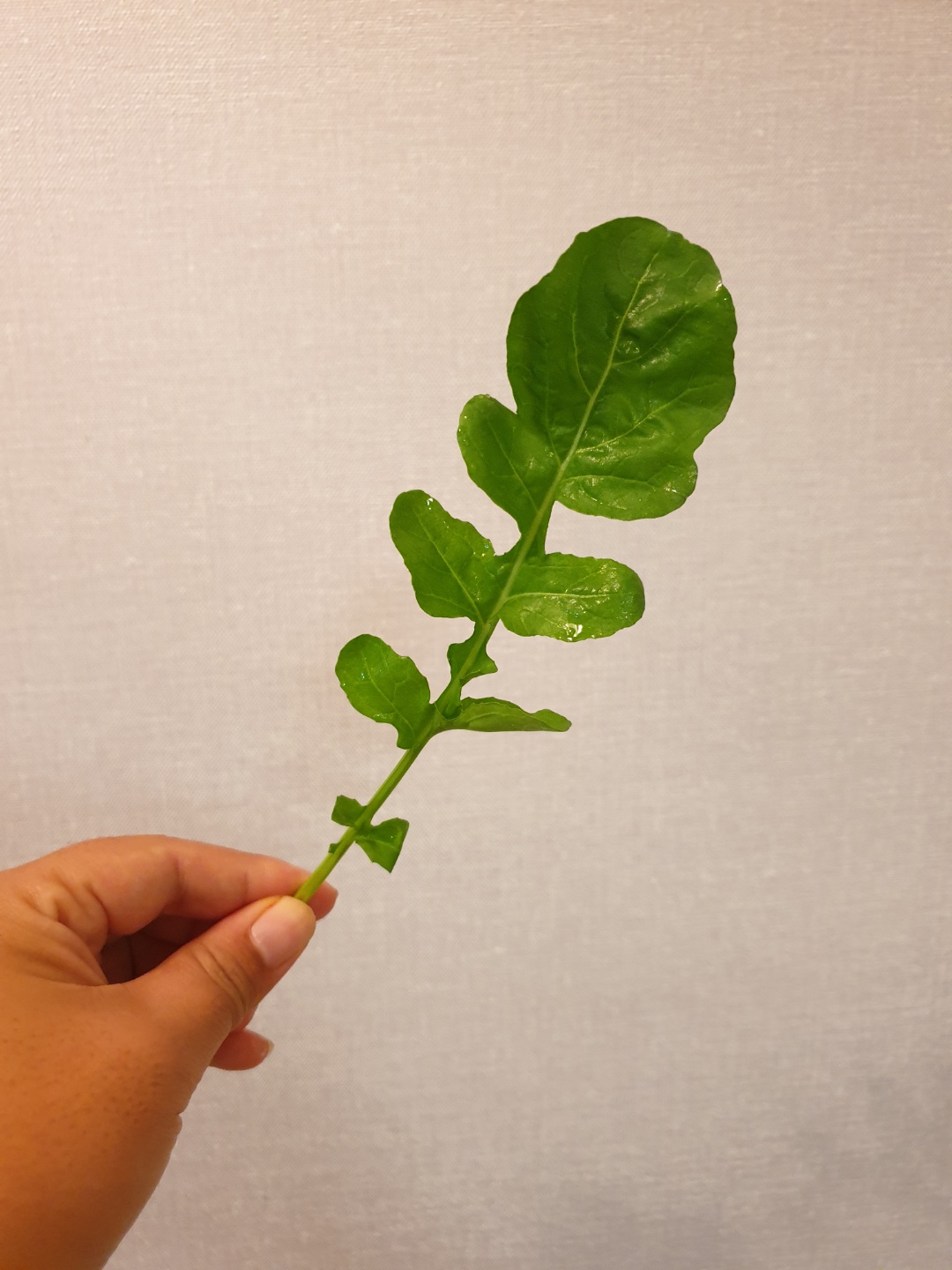 루꼴라 로켓 로케트 샐러드 1kg - 상세 이미지 5