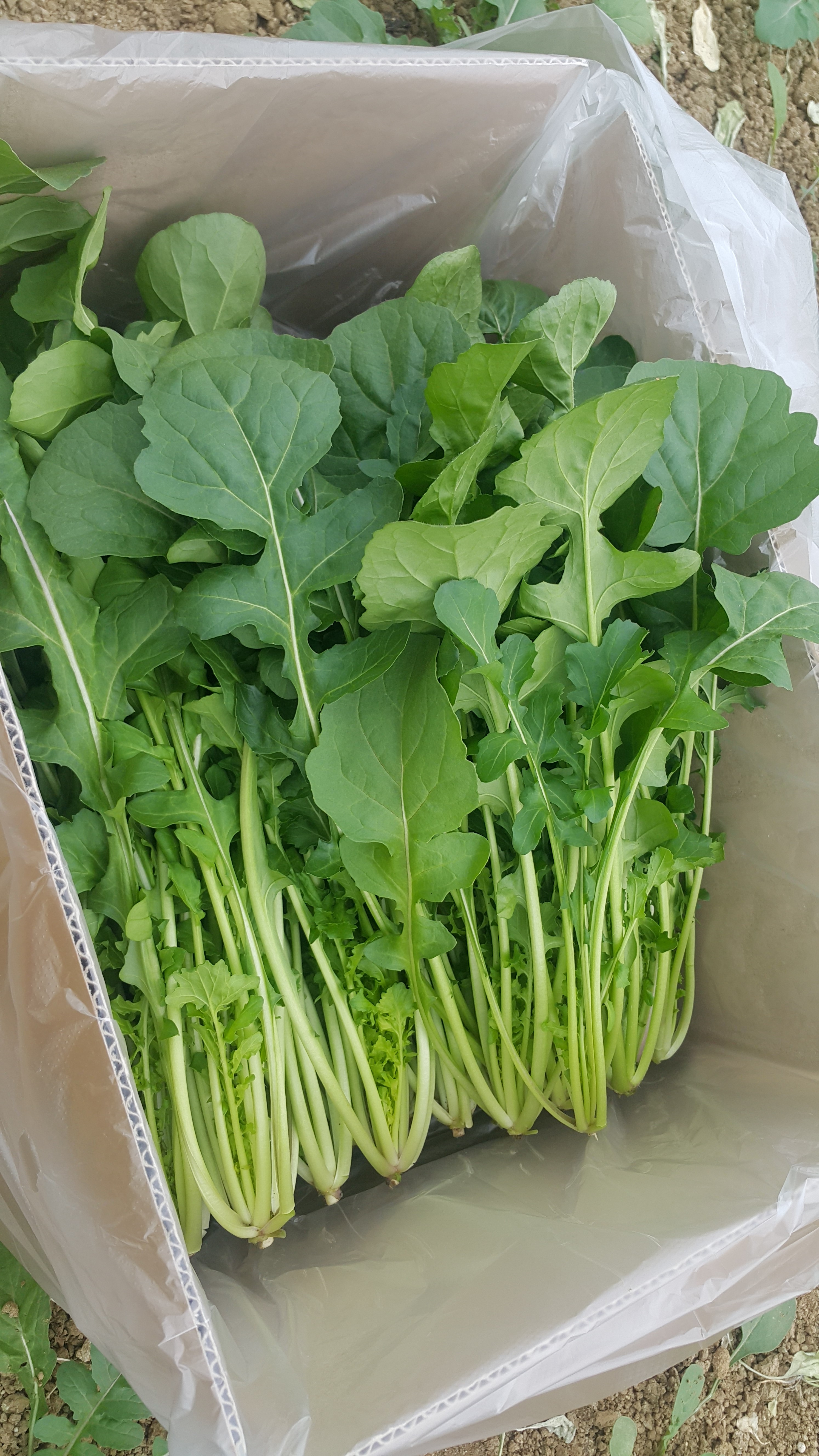 루꼴라 로켓 로케트 샐러드 1kg - 상세 이미지 4