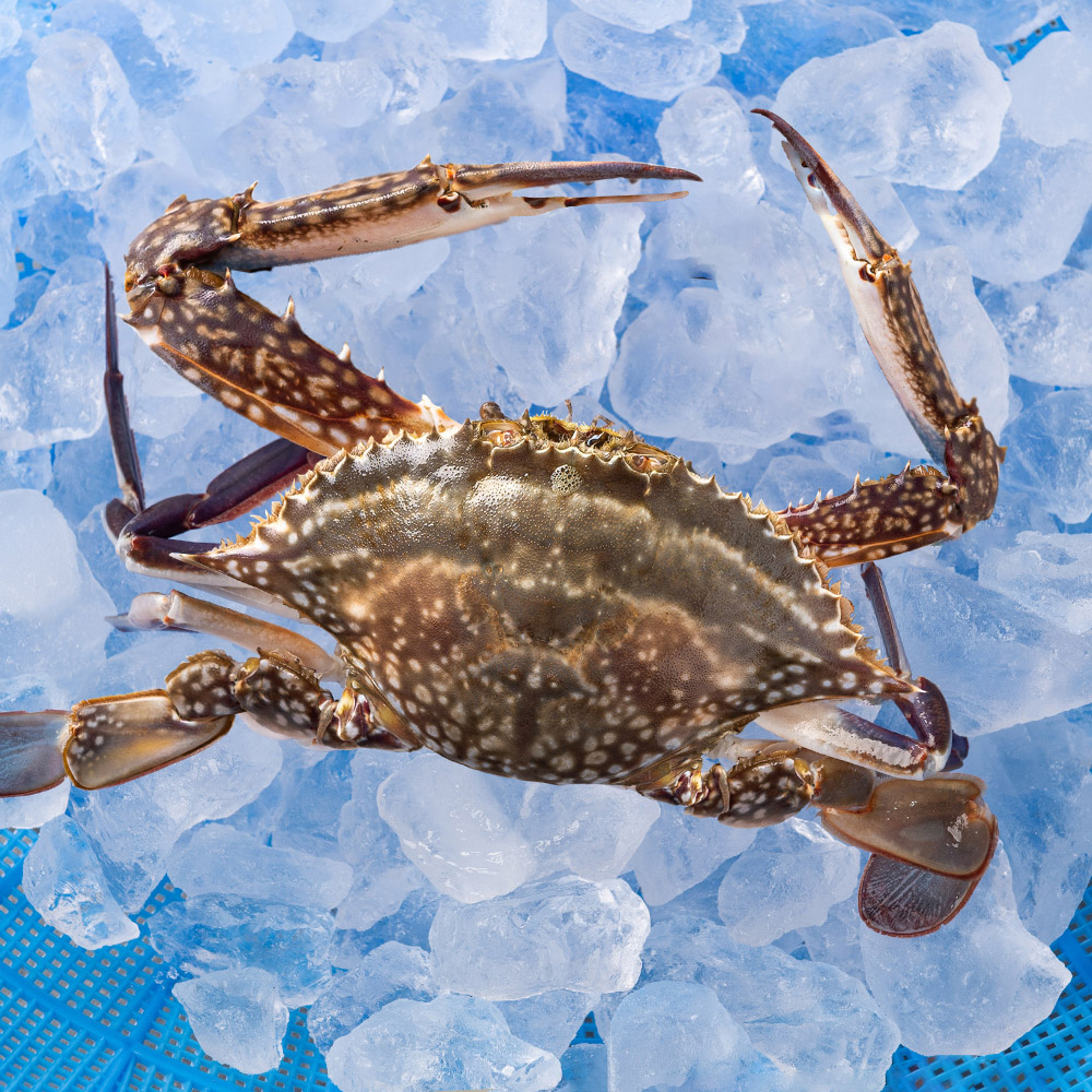 제철 꽃게 1kg 가을 봄 산지직송 숫꽃게 암꽃게