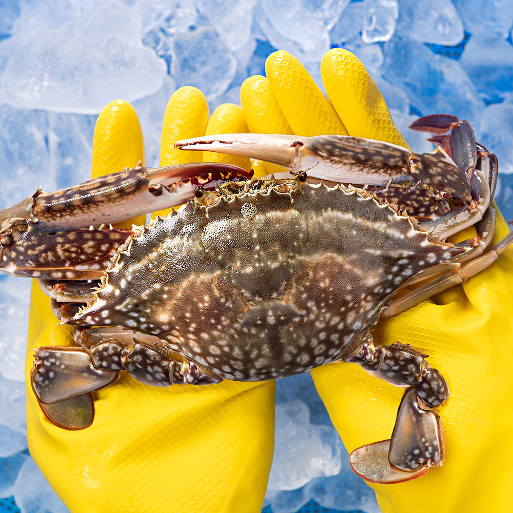 제철 꽃게 1kg 가을 봄 산지직송 숫꽃게 암꽃게