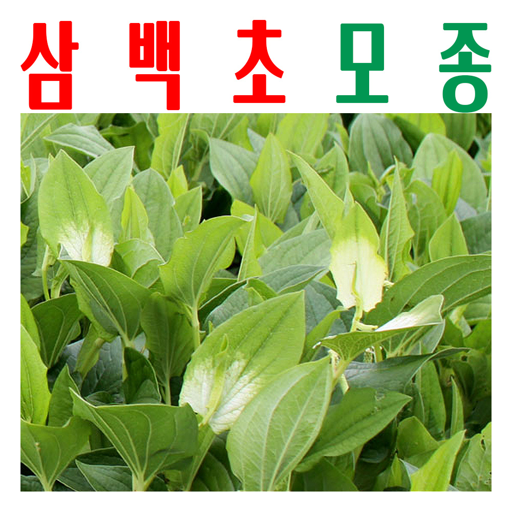 삼백초모종/ 삼백초종묘/ 벙거지나물모종/ 지하 170m 청정수로 싹 틔움/ 미산약초농장 - 메인 이미지