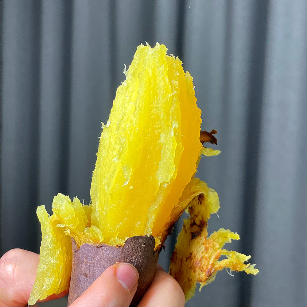 햇고구마 당근고구마 호풍미고구마 여주 풍원미