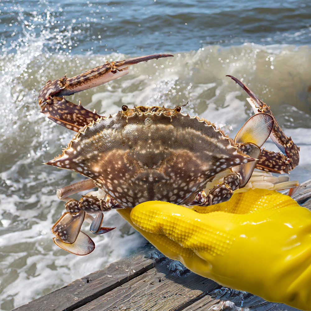 제철 꽃게 1kg 가을 봄 산지직송 숫꽃게 암꽃게