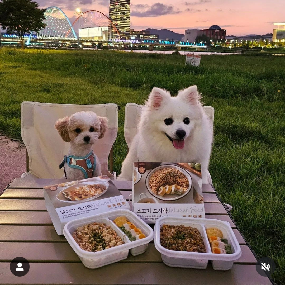 강아지화식 수제간식 내추럴피드 자연식 사료 화식, 테린, 도시락 3종 닭고기, 165g, 1개 - 메인 이미지