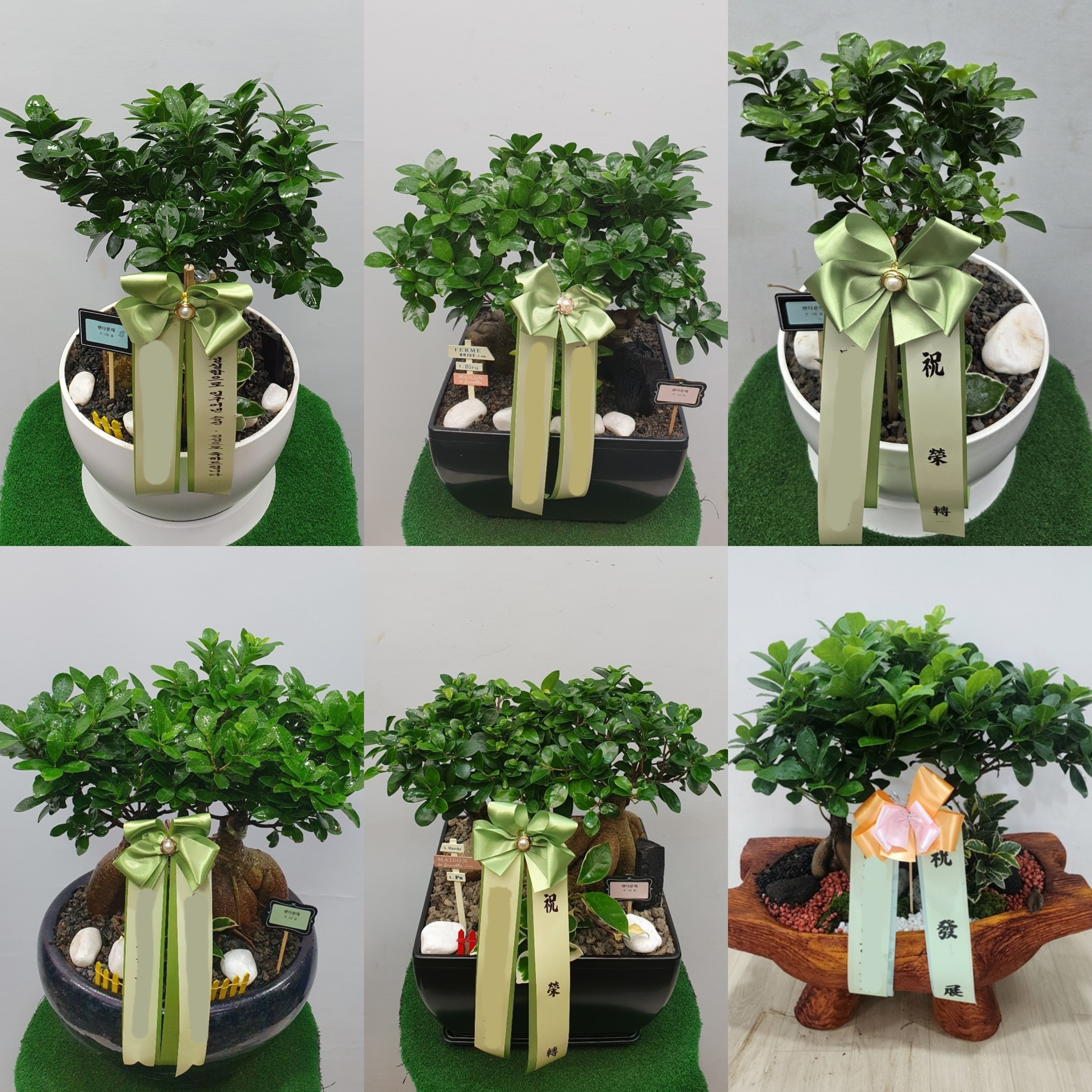 인삼팬더 인삼팬다 탁상용 (중) 승진 영전 개업 칠순 팔순 사무실 이사 확장 화분 배달