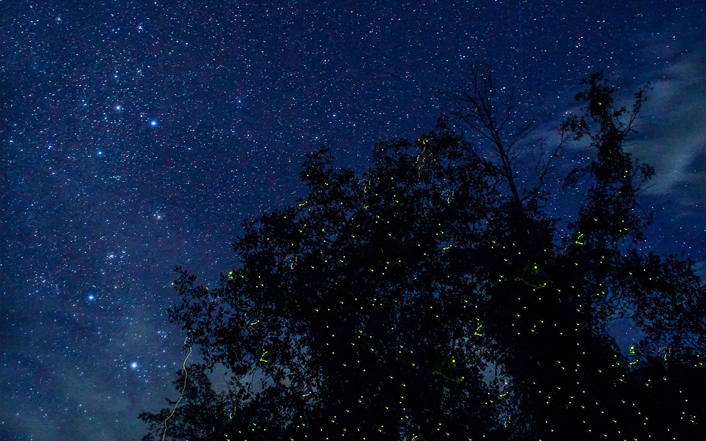 보홀 반딧불 투어 자유 여행 보홀션 (단독차량, 단독 전담가이드, 샤인기프트팩 포함)