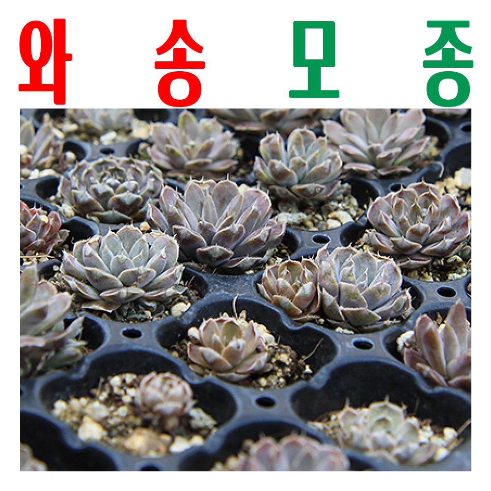 와송모종/ 와송종묘/ 바위솔모종/ 지하 170m 청정수 깨끗한 물로 싹 틔움/ 미산약초농장 - 메인 이미지