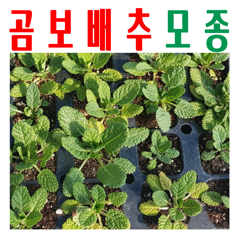 곰보배추모종/ 곰보배추종묘/ 지하 170m 청정수 깨끗한 물로 싹 틔움/ 미산약초농장 - 메인 이미지