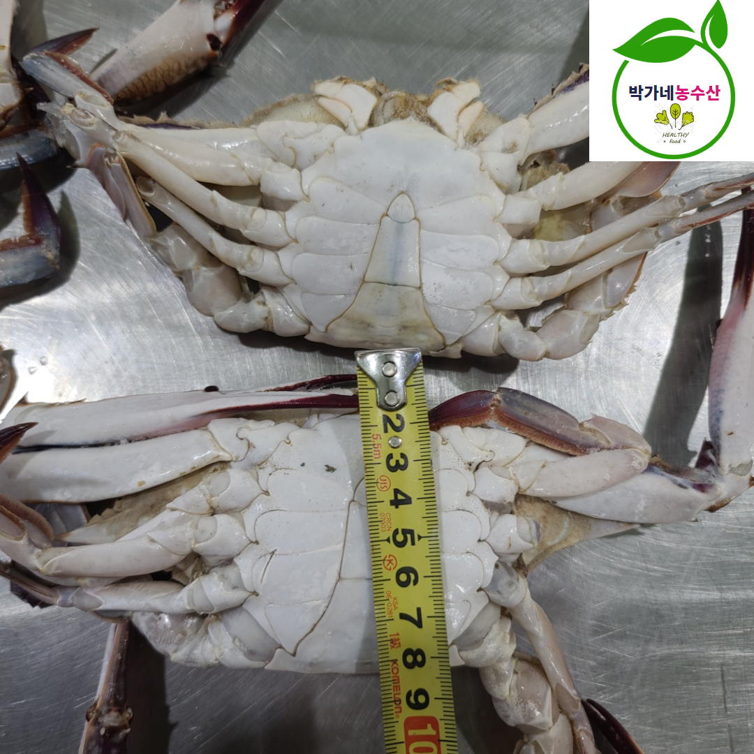 서해안 숫꽃게 암꽃게 1kg 급냉 제철 - 상세 이미지 4