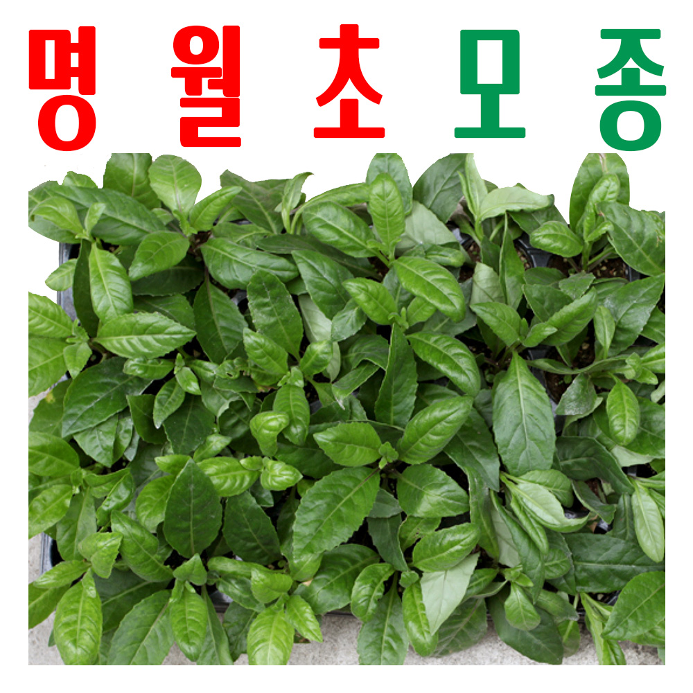 명월초모종/ 명월초종묘/ 삼붕초모종/ 지하 170m 청정수로 싹 틔움/ 미산약초농장 - 메인 이미지