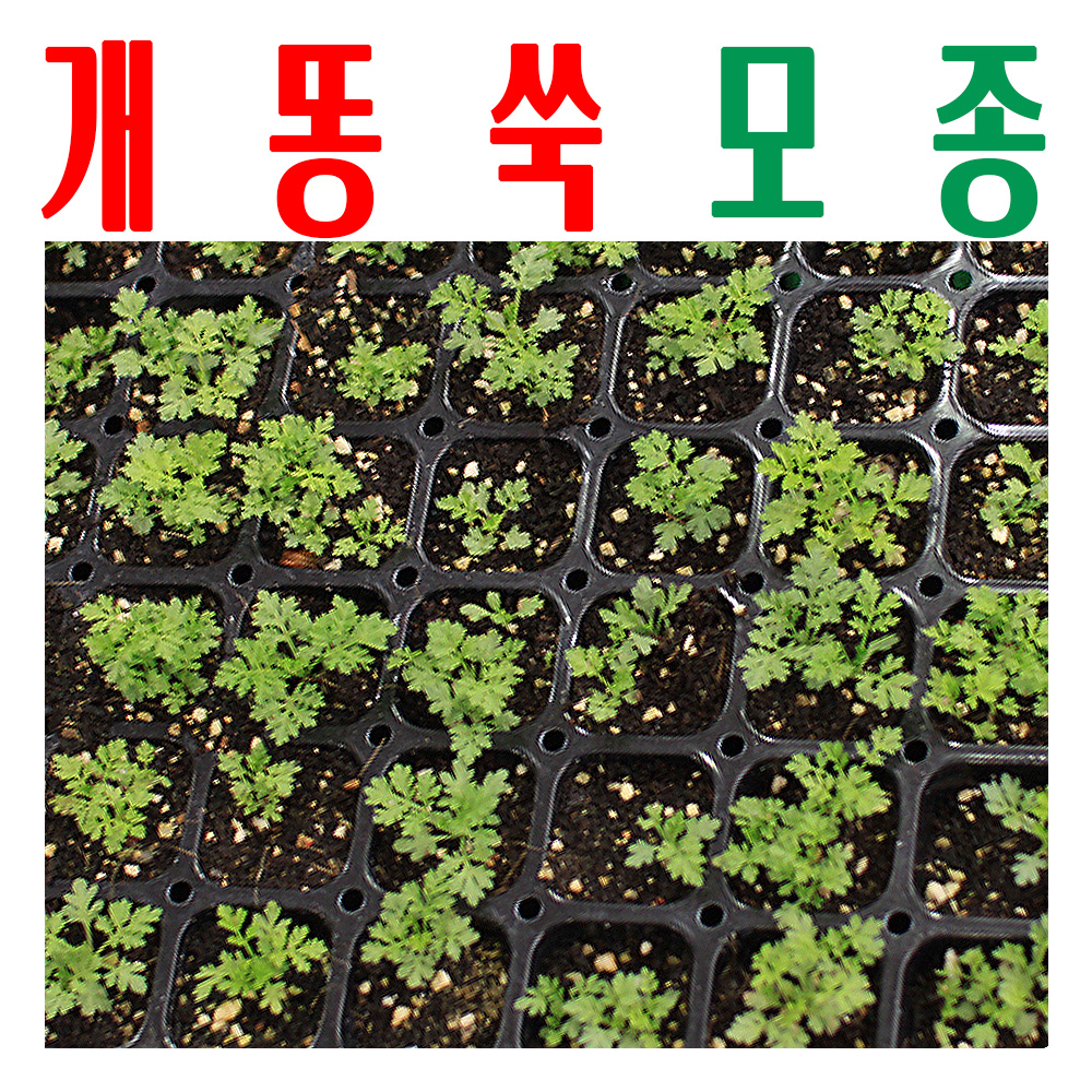 개똥쑥모종/ 개똥쑥종묘/ 개땅쑥모종/지하 170m 청정수로 싹 틔움/ 미산약초농장 - 메인 이미지