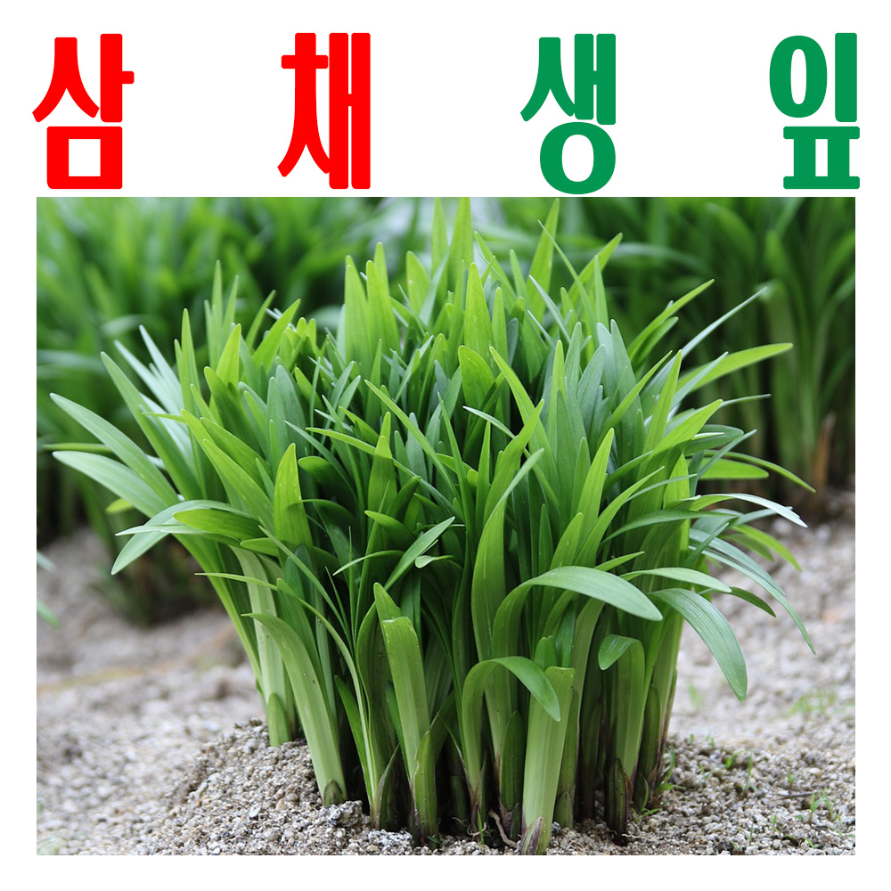 삼채생잎/ 생삼채/ 삼미채/ 지하 170m 청정수 재배 삼채잎/ 미산약초농장/ 1Kg - 메인 이미지