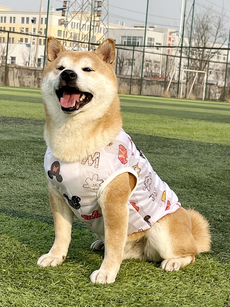 위드레오 강아지쿨나시 대형견여름옷 민나시 털빠짐방지 강아지진드기 망사옷 안드로메다, XL - 상세 이미지 4