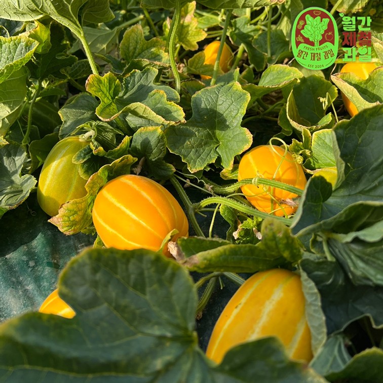 꿀 성주 참외 5kg 한입 꼬마참외 제철 미니 못난이 참외 10kg 10키로 이미지 2
