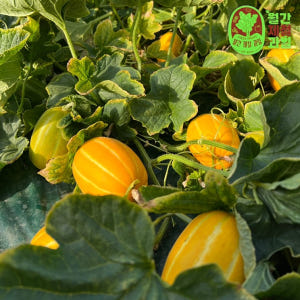 꿀 성주 참외 5kg 한입 꼬마참외 제철 미니 못난이 참외 10kg 10... 맛있게 먹은 솔직 후기 - 상품 이미지 2