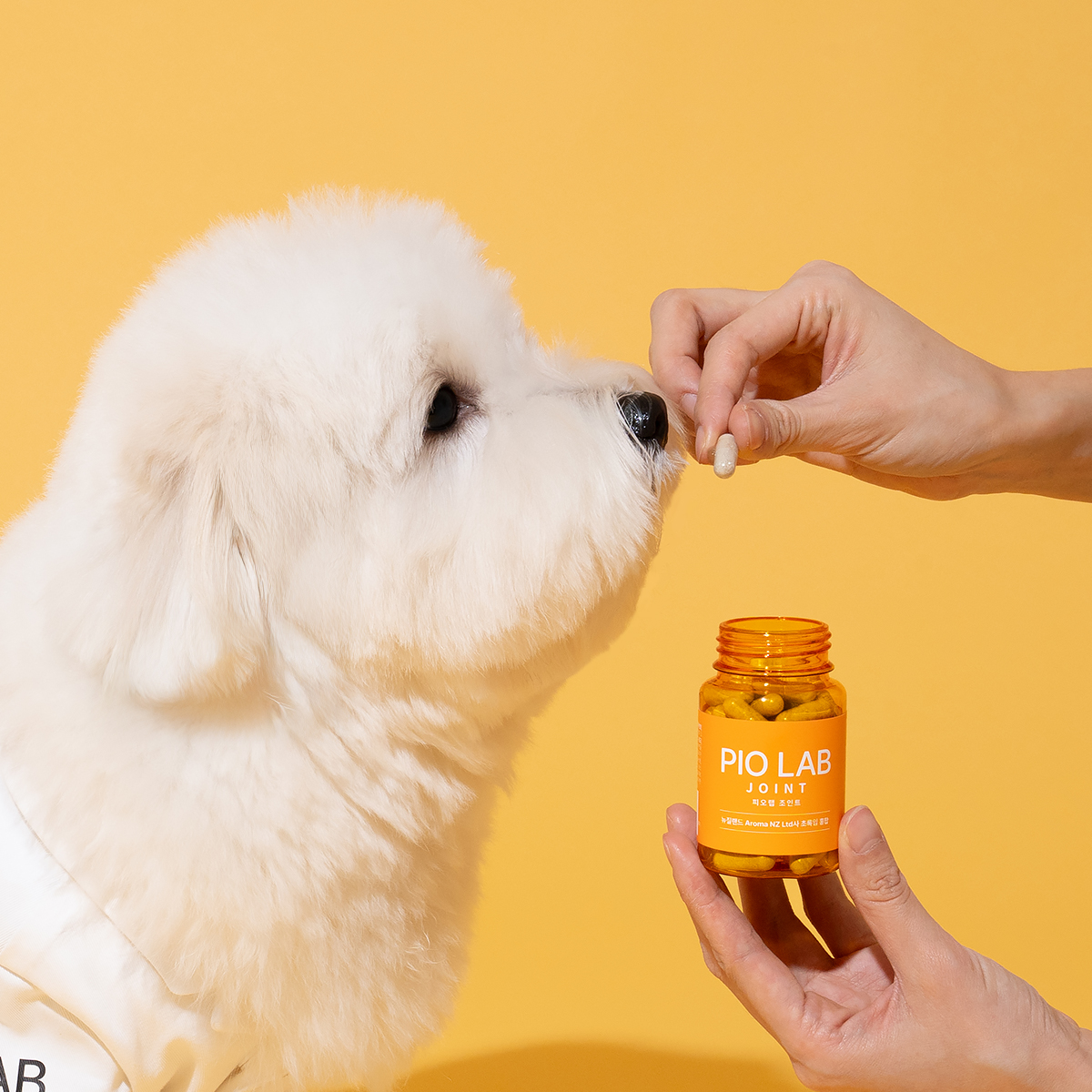 피오랩 조인트 강아지 고양이 관절 슬개골 관절염 영양제 60캡슐, 1개 이미지 3