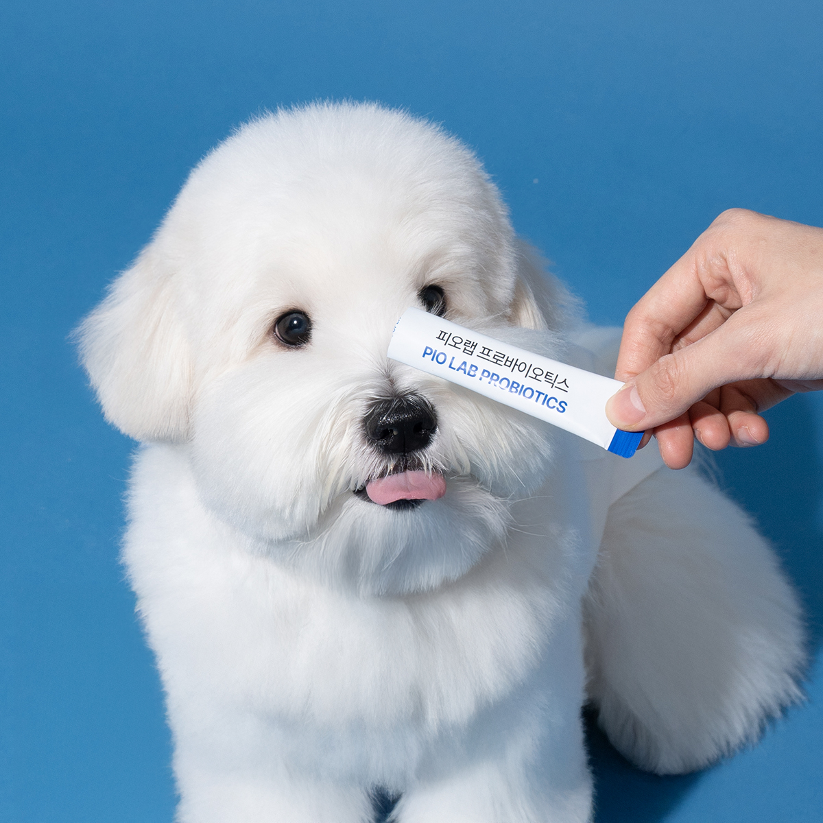 피오랩 프로바이오틱스 강아지 고양이 유산균 면역 변비 설사 영양제 30포, 3개 - 상세 이미지 3