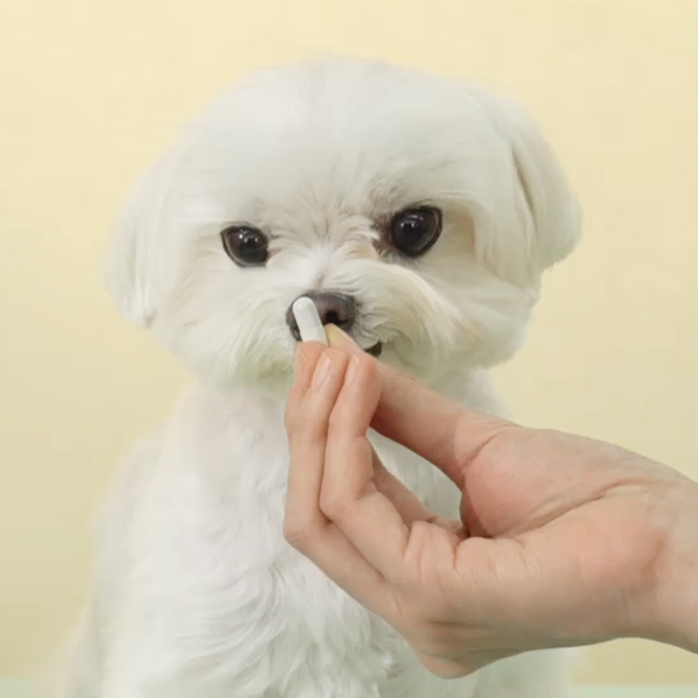 펫생각 아이즈프로 강아지 눈 영양제 눈물자국 루테인 백내장 각막염 염증 60정, 1개 - 상세 이미지 4