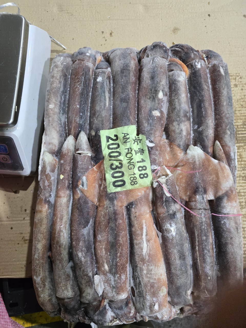 [무료배송] 선동 포크오징어 S 12.3kg,냉동오징어 포크오징어 12.3KG - 상세 이미지 3