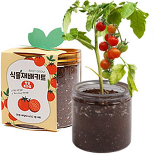 식목일 식물재배키트 씨앗 - 메인 이미지