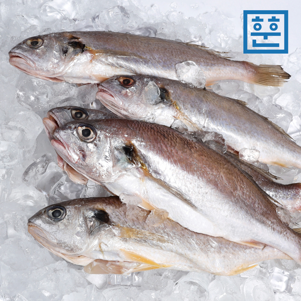 훈훈수산 제주 백조기 한림수협 백조기 국내산 조림용 구이용 개별포장