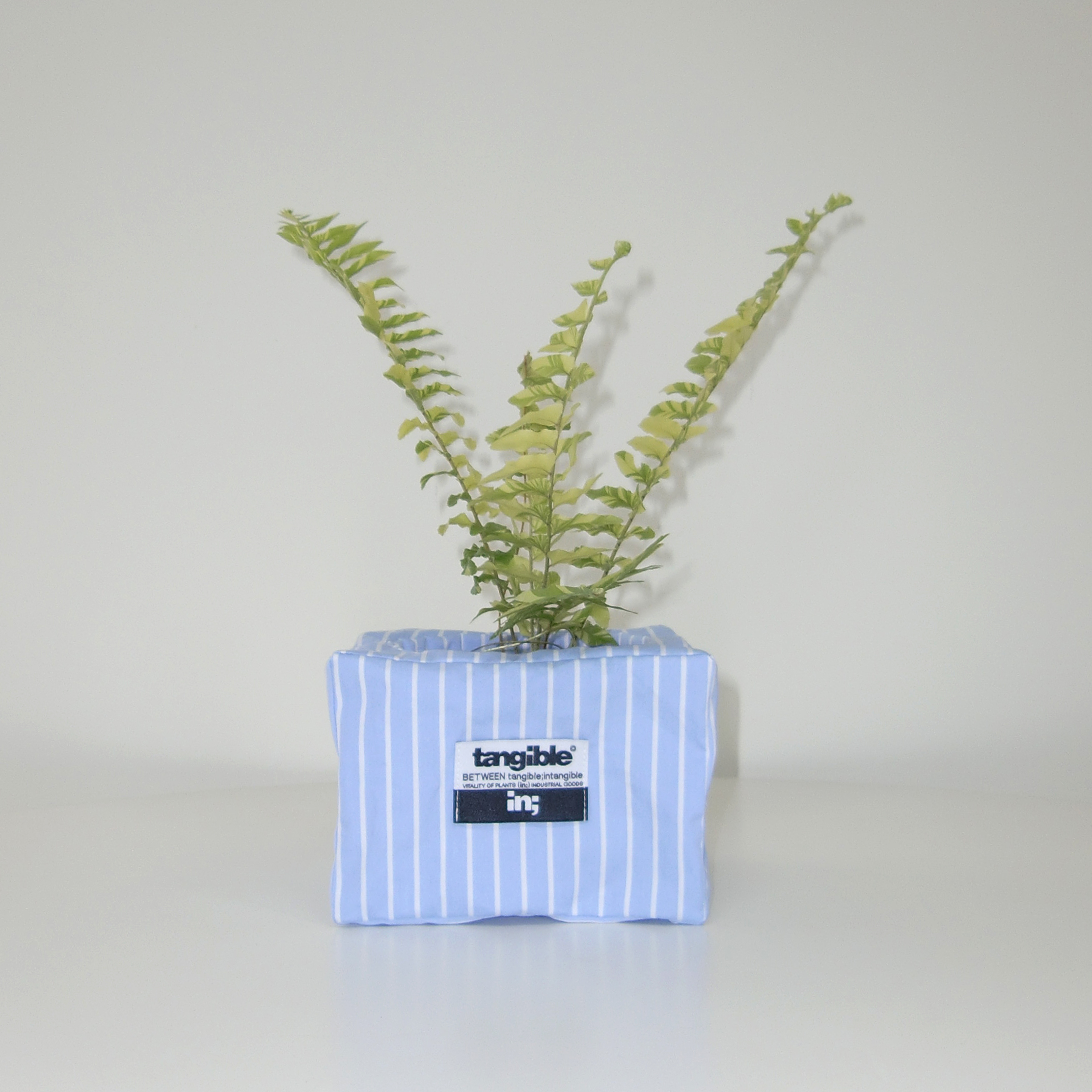 무늬 보스톤 고사리 (Nephrolepis exaltata Variegata) 렉탱글 화분커버 팟커버 - 상세 이미지 4