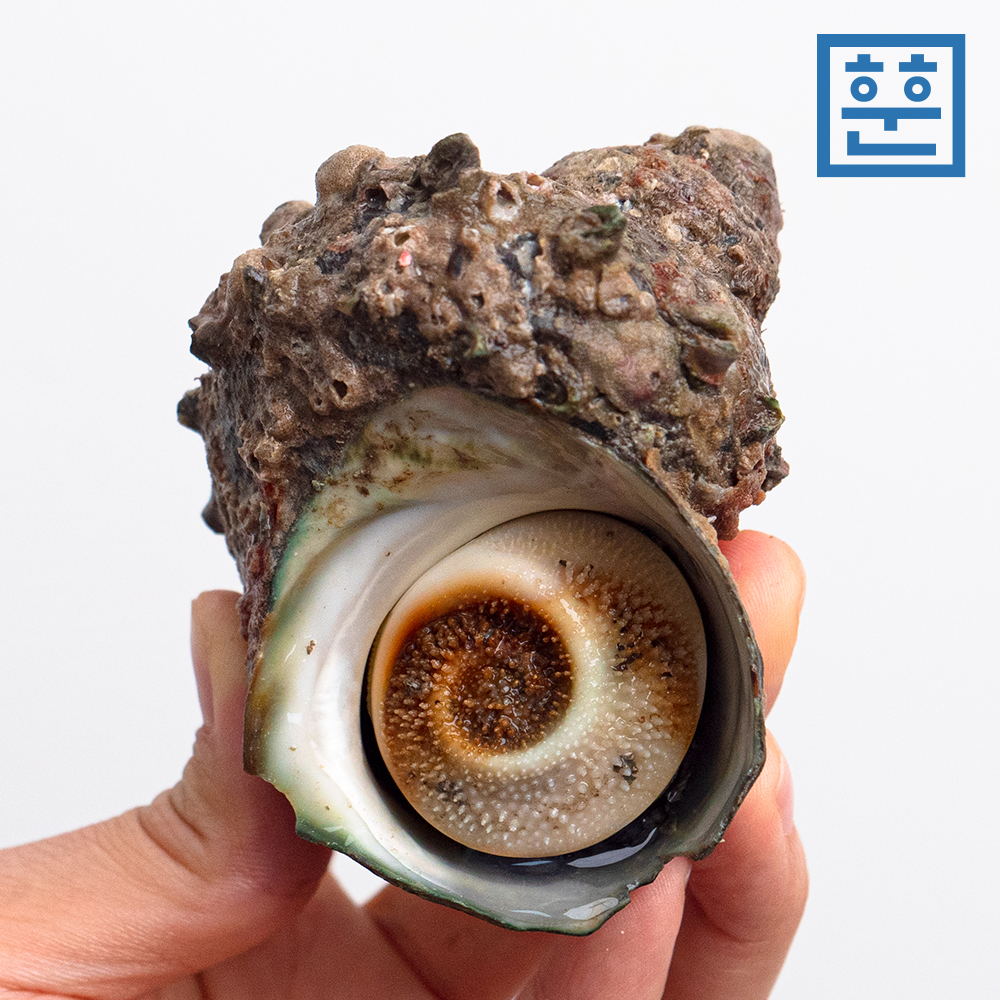 자연산 뿔소라 통영 참소라 회 찜 산지직송