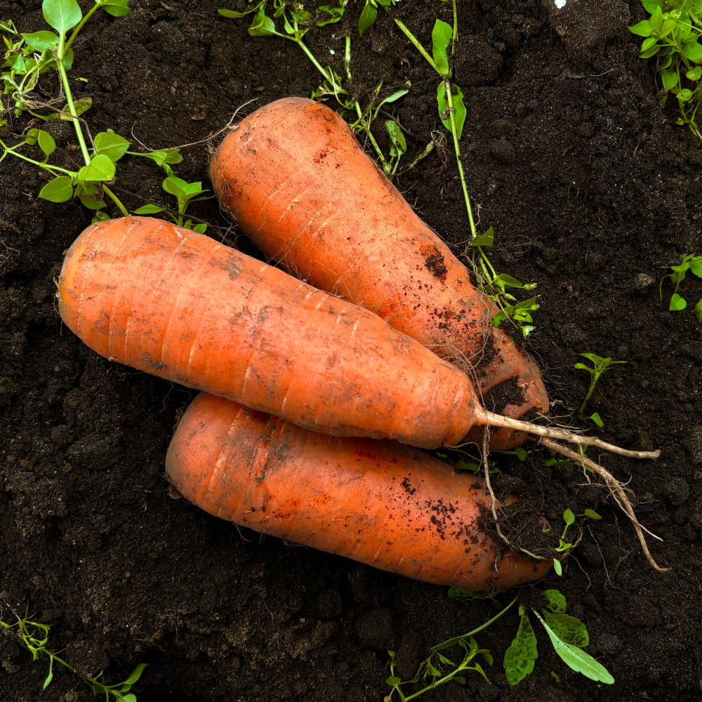 국내산 흙당근 3kg 생당근