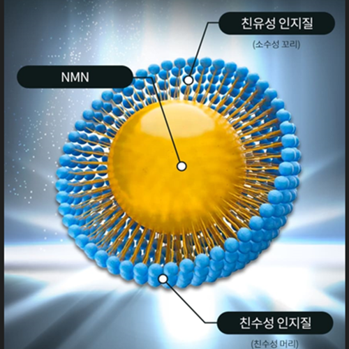 골든프라임 프리미엄 리포좀 NMN 120정 3병 12개월 엔엠엔 브로콜리 니코틴산아미드 - 상세 이미지 5