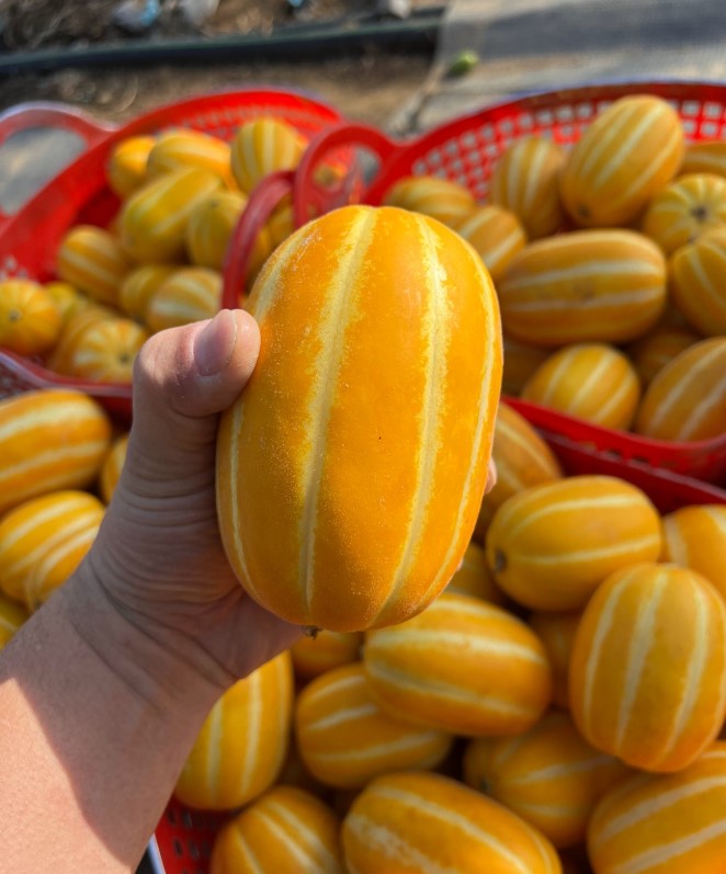 성주 벌꿀참외 특품 수촌농가 고당도 탱탱과육 18 브릭스 이상(2,3,5 kg) 이미지 6