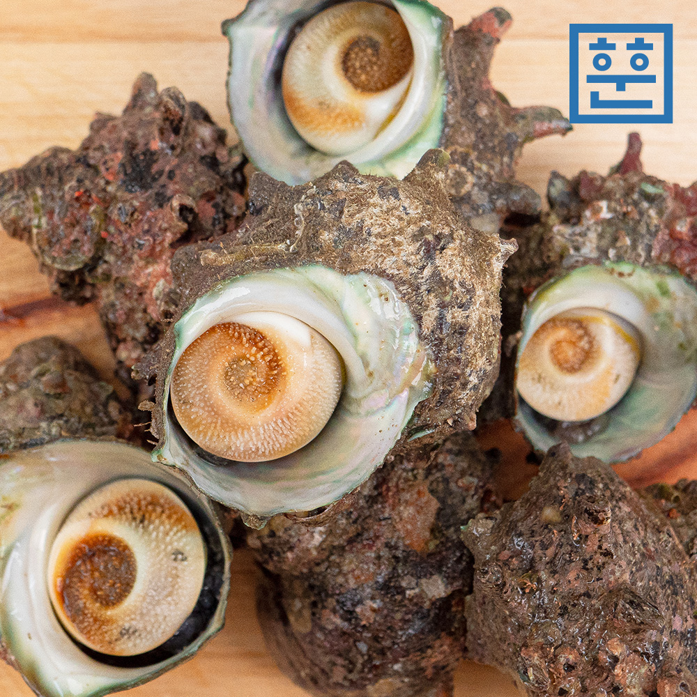 자연산 뿔소라 통영 참소라 회 찜 산지직송 - 상세 이미지 2