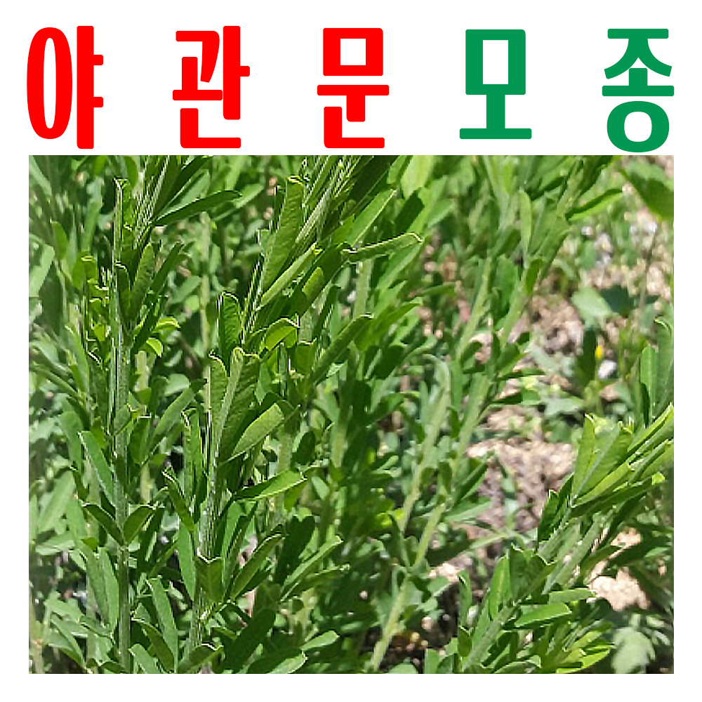 야관문모종/ 야관문종묘/ 비수리모종/ 지하 170m 청정수 깨끗한 물 싹 틔움/ 미산농장 - 메인 이미지