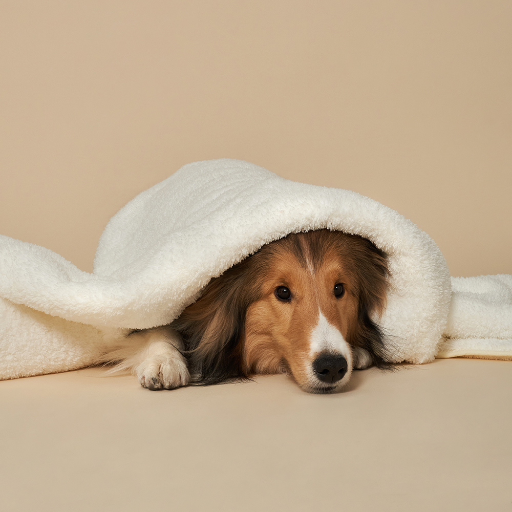 강아지 고양이 애견 극세사 펫타올 강아지수건 목욕 자이언트 M - 상세 이미지 2