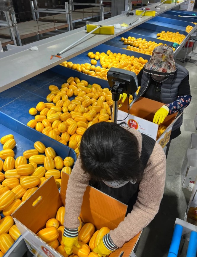 성주 벌꿀참외 특품 수촌농가 고당도 탱탱과육 18 브릭스 이상(2,3,5 kg) - 상세 이미지 3