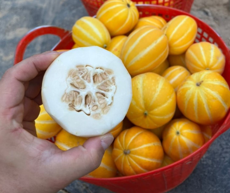 성주 벌꿀참외 특품 수촌농가 고당도 탱탱과육 18 브릭스 이상(2,3,5 kg) 이미지 8