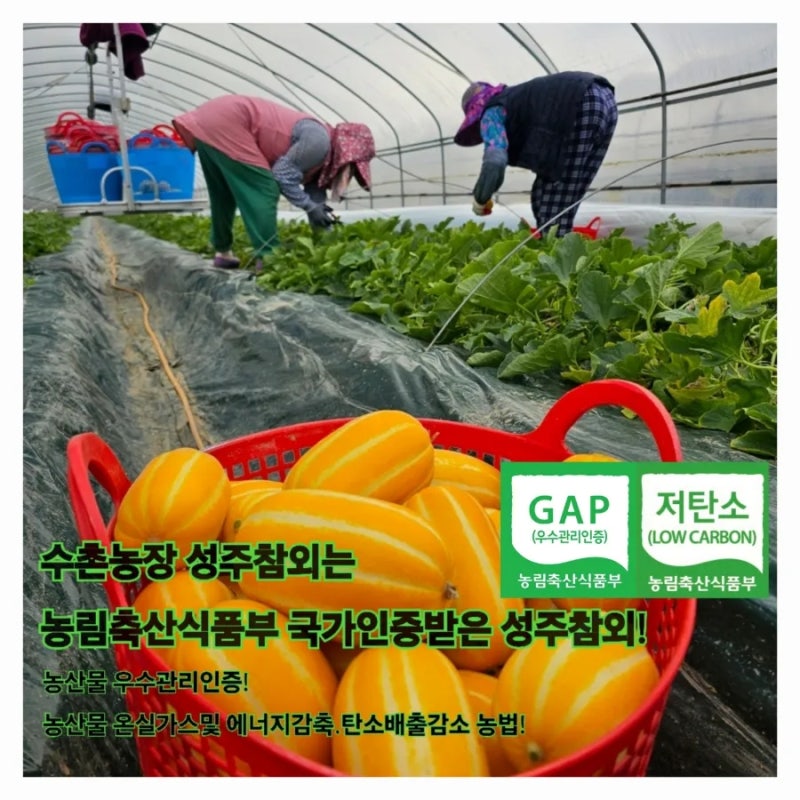 성주 벌꿀참외 특품 수촌농가 고당도 탱탱과육 18 브릭스 이상(2,3,5 kg) - 상세 이미지 2