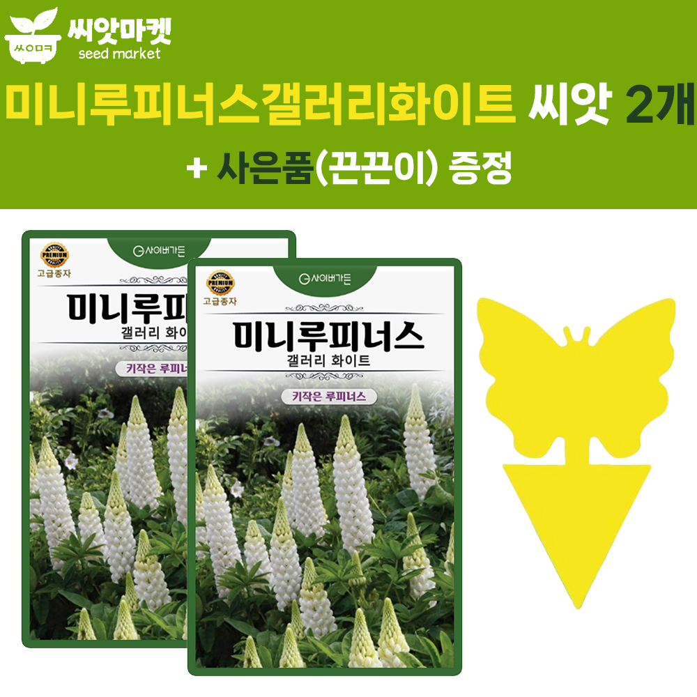 키작은 루피너스 씨앗 10립 갤러리 화이트 미니루피너스 꽃씨 종자 2개+끈끈이1P : 양동씨앗마켓