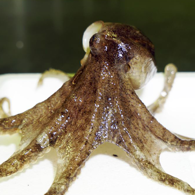 국내산 생물 활쭈꾸미 주꾸미 서해안 제철 알배기 캠핑요리