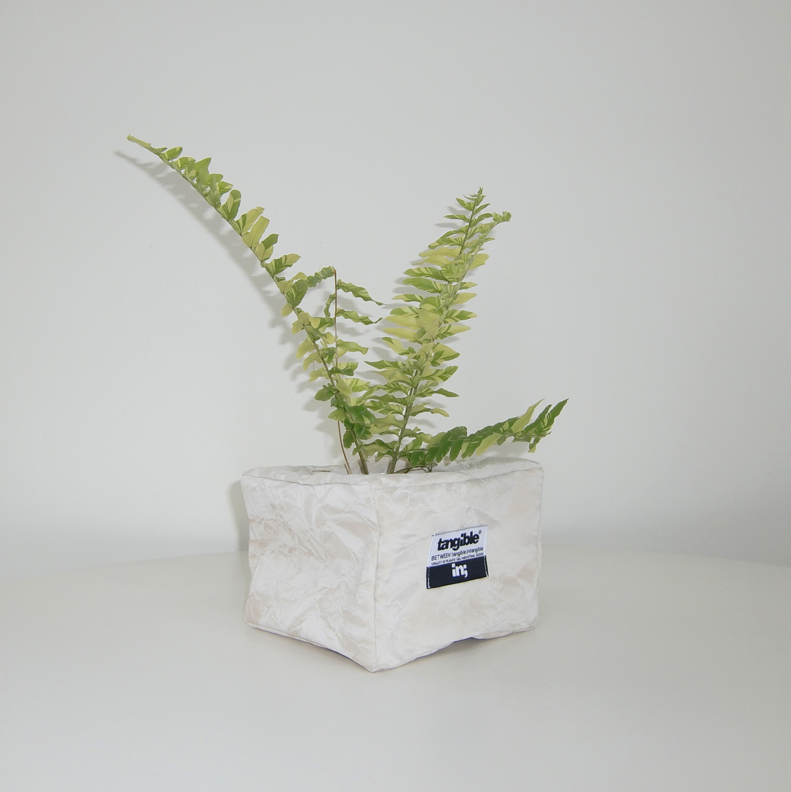 무늬 보스톤 고사리 (Nephrolepis exaltata Variegata) 렉탱글 화분커버 팟커버 - 상세 이미지 2